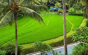 Umasari Rice Terrace